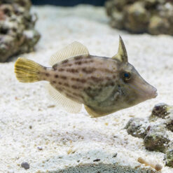 Orange-Spot Filefish