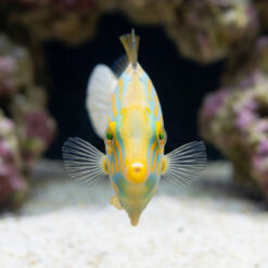 Alternative view of Orange Spotted Filefish