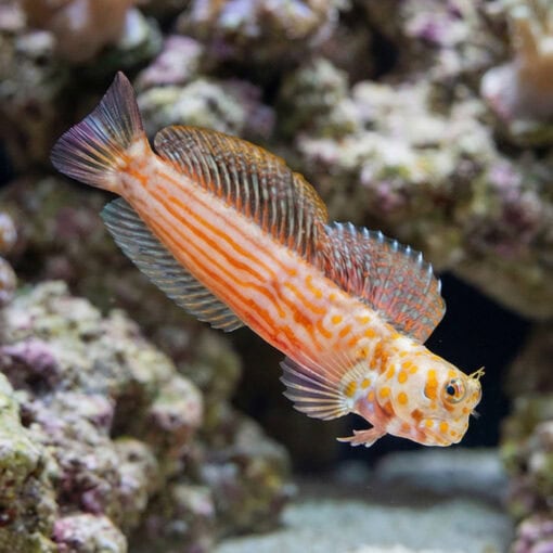 Orange Spotted Blenny
