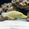 Orange Spotted Filefish