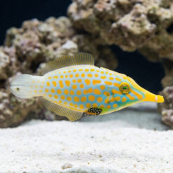 Orange Spotted Filefish