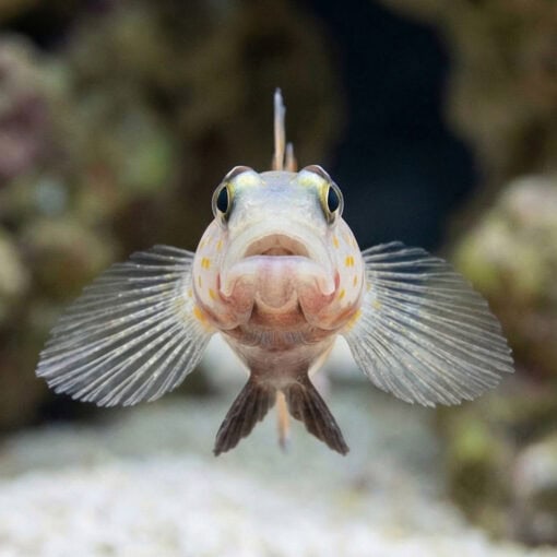 Orange Spotted Shrimpgoby - Image 2