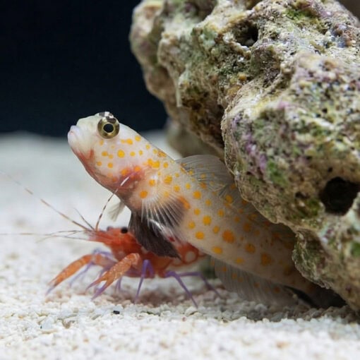 Orange Spotted Shrimpgoby - Image 4