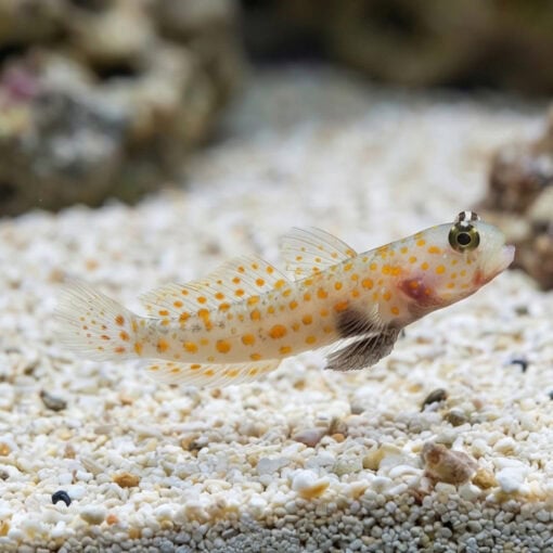 Orange Spotted Shrimpgoby - Image 5
