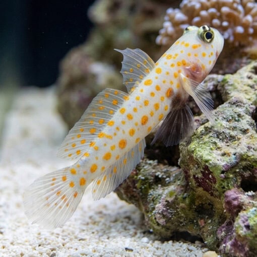 Orange Spotted Shrimpgoby - Image 3