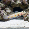Orange Spotted Shrimpgoby
