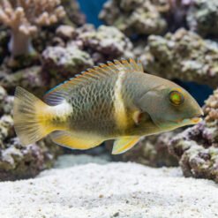 Orange Spotted Tuskfish