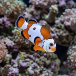 Orange Storm Ocellaris Clownfish: Captive Bred