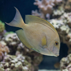 Orange Stripe Bristletooth Tang
