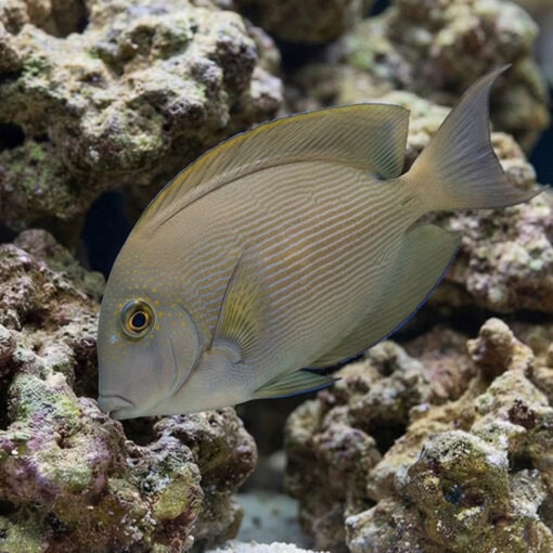 Orange Stripe Bristletooth Tang - Image 4