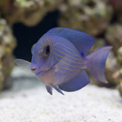 Alternative view of Orange Stripe Bristletooth Tang
