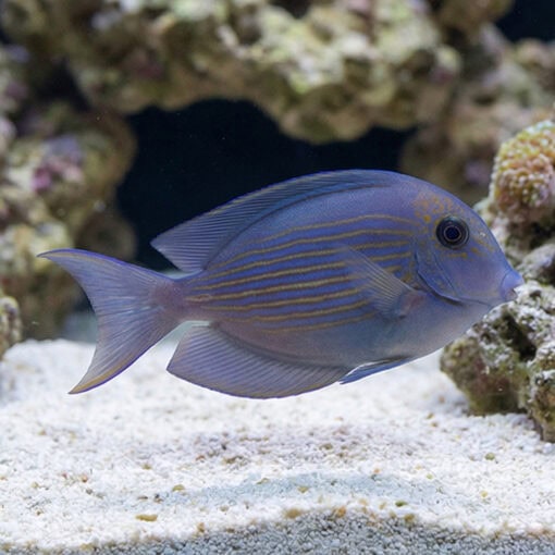 Orange Stripe Bristletooth Tang - Image 3