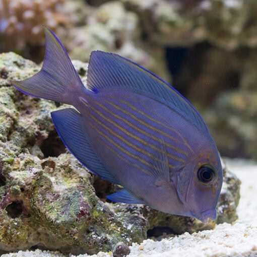 Orange Stripe Bristletooth Tang - Image 5