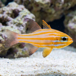Orange Stripe Cardinal