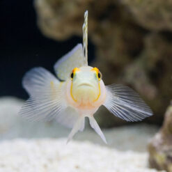 Alternative view of Randalli Shrimpgoby