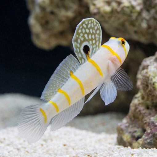Randalli Shrimpgoby - Image 3