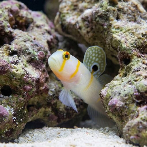 Randalli Shrimpgoby - Image 4