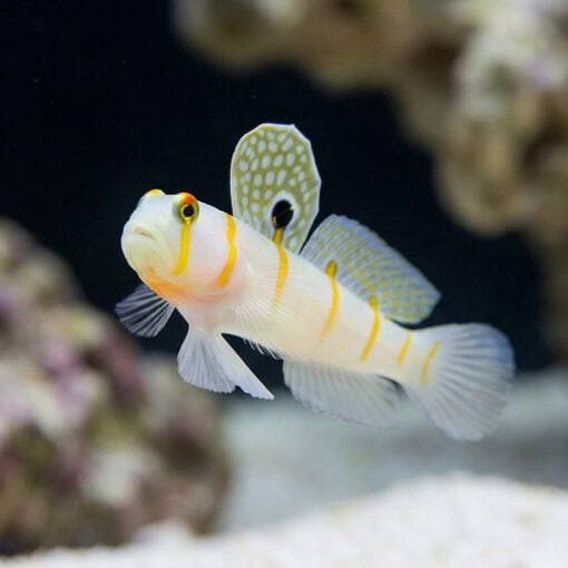 Randalli Shrimpgoby - Image 5