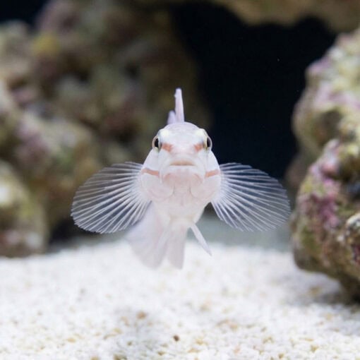 Orange Marked Goby - Image 2