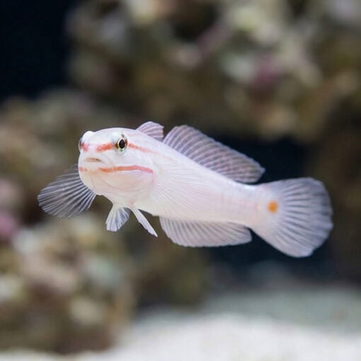 Orange Marked Goby - Image 3