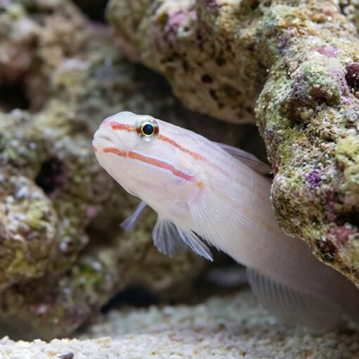 Orange Marked Goby - Image 4