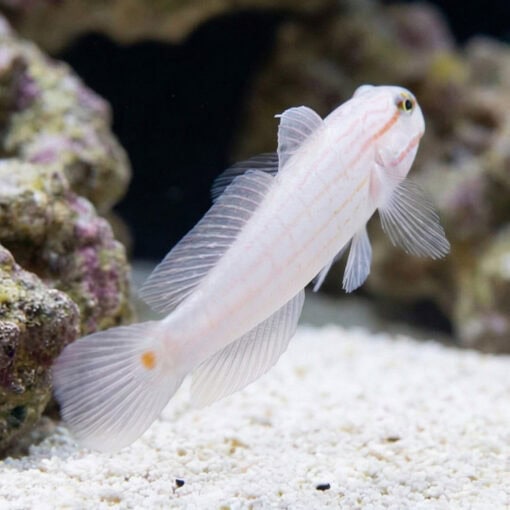 Orange Marked Goby - Image 5
