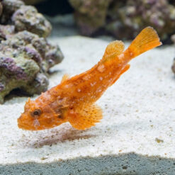 Orange Toadfish swimming just above white sandy substrate near live rock in aquarium, vibrant orange coloration with textured skin visible