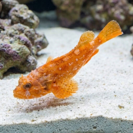 Orange Toadfish swimming just above white sandy substrate near live rock in aquarium, vibrant orange coloration with textured skin visible
