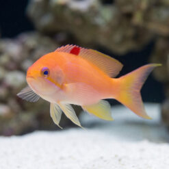 Alternative view of Orangebar Anthias