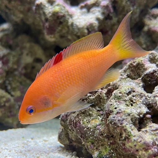 Orangebar Anthias - Image 3