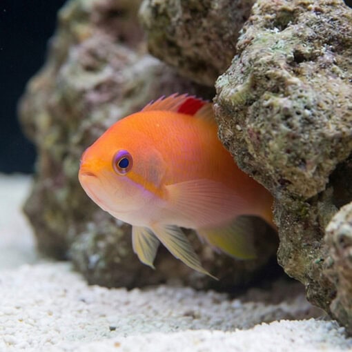 Orangebar Anthias - Image 4