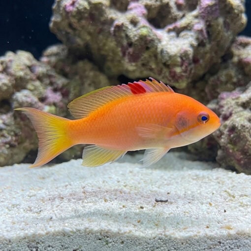 Orangebar Anthias - Image 5