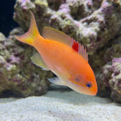 Orangebar Anthias