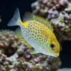 Orangespot Rabbitfish