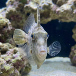 Alternative view of Orange-Spot Filefish