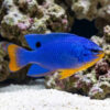 Orangetail Blue Devil Damsel