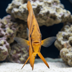 Orbiculate Batfish facing camera head-on in reef aquarium showing orange coloring, dark stripe markings, and spread pectoral fins