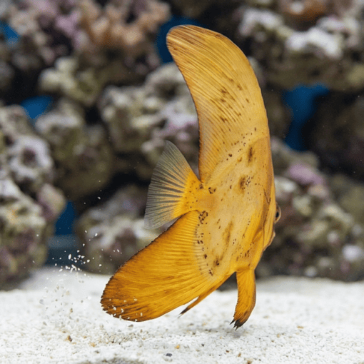 Orbiculate Batfish juvenile swimming vertically near sandy substrate in reef aquarium showing golden disc-shaped body and tall dorsal fin