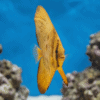 Orbiculate Batfish juvenile golden yellow coloration swimming upright between reef rocks in blue aquarium water