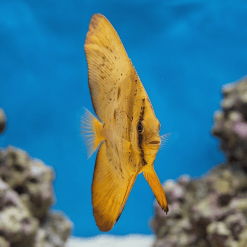Orbiculate Batfish juvenile golden yellow coloration swimming upright between reef rocks in blue aquarium water