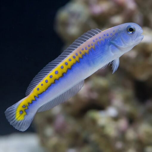Oreni Tilefish