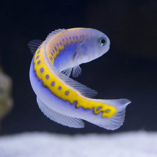 Oreni Tilefish - Image 2