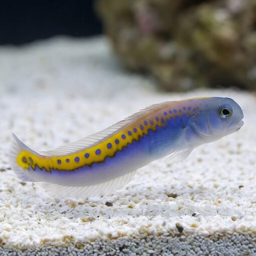 Oreni Tilefish - Image 3