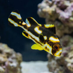 Oriental Sweetlips