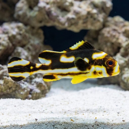 Oriental Sweetlips - Image 3