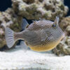 Ornate Boxfish