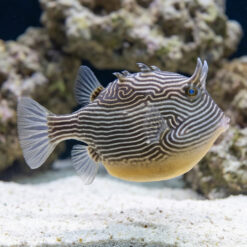 Ornate Boxfish