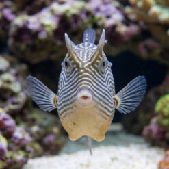 Alternative view of Ornate Boxfish