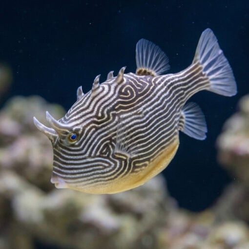 Ornate Boxfish - Image 3