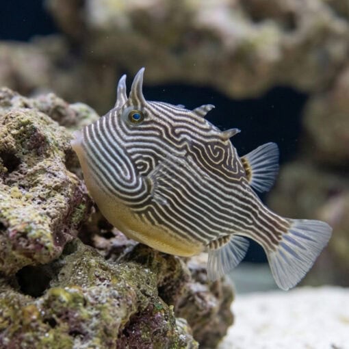 Ornate Boxfish - Image 4